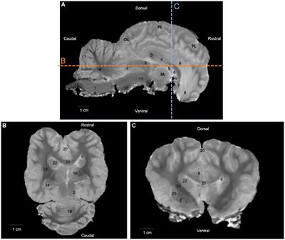 Diffusion tensor imaging tractography in the one-humped camel (Camelus dromedarius) brain
